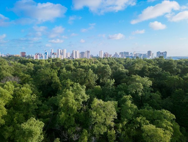 Quels sont les services dentaires offerts par les dentistes du Plateau Mont-Royal ?