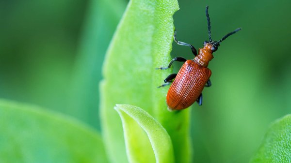 Comment bénéficier d'un service spécialisé en désinsectisation à Limoges ?
