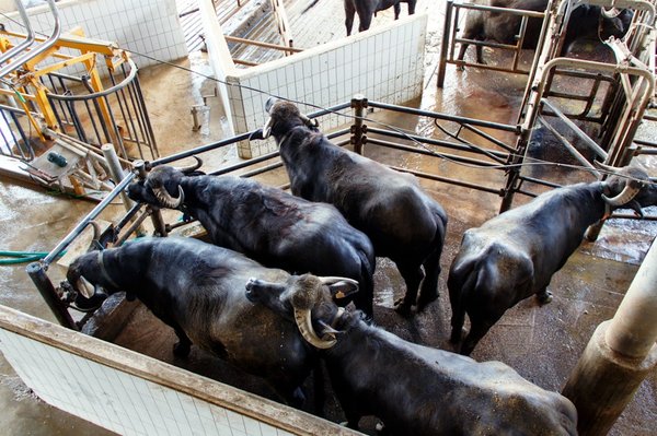 Élevage pomsky : guide pour bien choisir